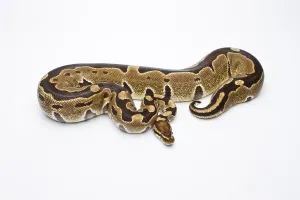 Reptilia Species Stampe: Royal Python (Python regius), Super Razor