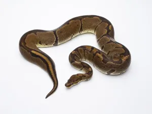 Constrictor Snake Species Stampe: Royal Python (Python regius), Super Venom