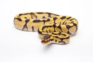 Panthera Tigris Images Stampe: Royal Python (Python regius), Tiger