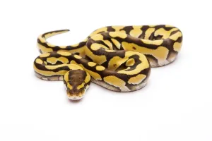 Royal Python Stampe: Royal Python (Python regius), Tiger Phantom