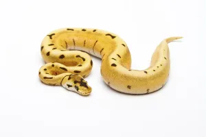 Panthera Tigris Images Stampe: Royal Python (Python regius), Tiger Spider