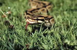 Royal Python Stampe: Royal Python (python regius) with Tongue out