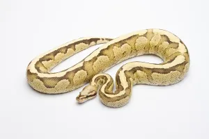 Reptile Fauna Europe Stampe: Royal Python (Python regius), Vanilla Cream