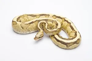 Python Regius Images Stampe: Royal python (Python regius), Vanilla Cream