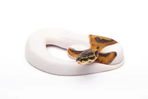 Wild Animal Breeding Stampe: Royal Python (Python regius), Willi Obermayer reptile breeding