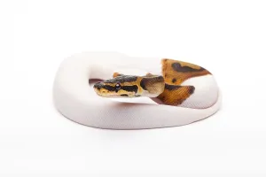Royal Python Stampe: Royal Python (Python regius), Willi Obermayer reptile breeding