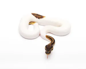 Wild Animal Breeding Stampe: Royal Python (Python regius), Willi Obermayer reptile breeding