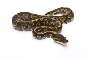 No People Studio Shots Stampe: Royal Python (Python regius), Yellow Belly Black Head