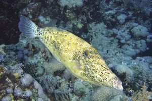 Atlantic Ocean Sea Creatures Stampe: Script filefish (Aluterus scriptus)