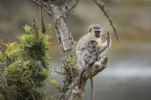 No People Nature Park Stampe: Security (Cercopithecus)