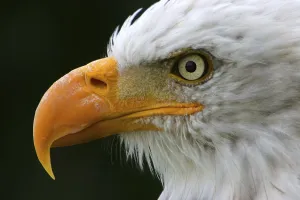 Animal Head Shots Stampe: Sharp appearance