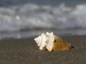Bivalve Shells Stampe: Shell
