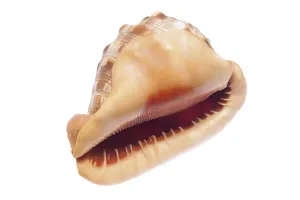 Bivalve Shell Photography Stampe: Shell, seashell