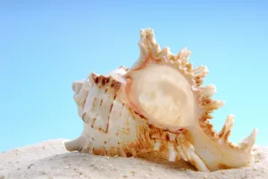 Underwater World Pictures Stampe: Shell, Shell