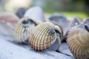 No People Daytime Beach Scene Stampe: Shells in detail