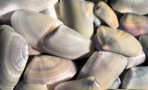Daytime Beach Scene Stampe: Shells