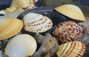 Indian Ocean Animals Stampe: Shells