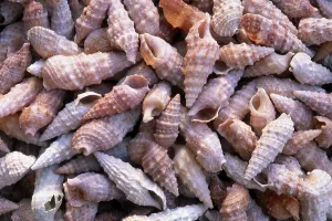 Underwater Sea Creatures Stampe: Shells
