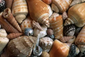 No People In The Photo Stampe: Shells