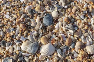 Seashell Collection Stampe: Shells on a beach