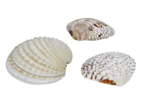 Bivalve Animal Images Stampe: Shells on a white background