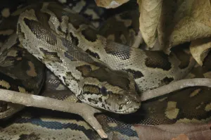 Vertebrate Wildlife Stampe: Southern Rock Python (Python natalensis)