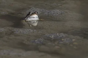 Bufo Bufo Reproduction Stampe: Spawning common toad (Bufo bufo)