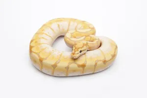 Spider CG Ball Python or Royal Python (Python regius)