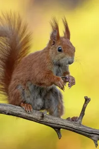 Central Europe Exterior View Stampe: squirrel