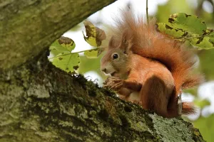 Animal Feeding Behavior Stampe: Squirrel eats walnut