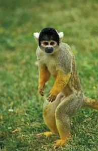 Squirrel Monkey Stampe: SQUIRREL MONKEY (saimiri sciureus)