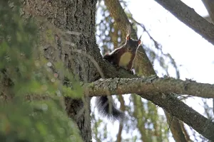 Squirrel Images Stampe: Squirrel (Sciurus)