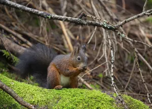 Animal Feed Consumption Stampe: Squirrel (Sciurus) eating