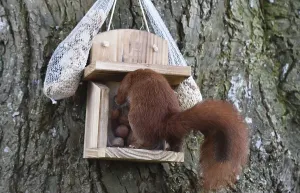Eco Friendly Bird Feeders Stampe: Squirrel (Sciurus) eats hazelnuts at the feeder