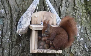 Eco Friendly Bird Feeders Stampe: Squirrel (Sciurus) eats hazelnuts at the feeder