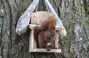 Eco Friendly Bird Feeders Stampe: Squirrel (Sciurus) eats hazelnuts at the feeder