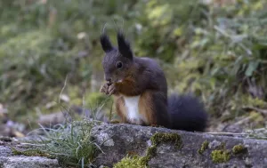 Animal Feeding Habits Stampe: Squirrel (Sciurus) eats nut
