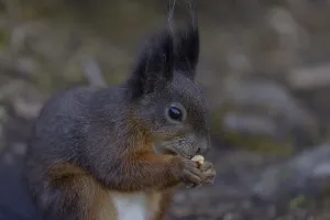 Animal Feeding Habits Stampe: Squirrel (Sciurus) eats nut