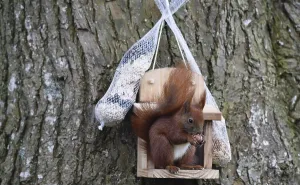 Wildlife Feeding Station Stampe: Squirrel (Sciurus) eats nuts at the feeder