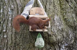 Eco Friendly Bird Feeders Stampe: Squirrel (Sciurus) eats nuts at the feeder