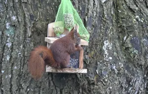 Winter Bird Feeder Stampe: Squirrel (Sciurus) eats peanuts at the feeder in winter