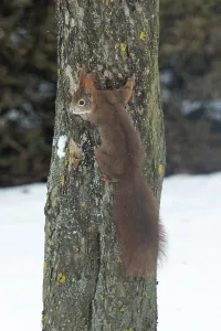 Tree Trunk Animals Stampe: Squirrel (Sciurus vulgaris)