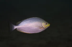 Striped Fish Species Stampe: Streaked spinefoot, Streaked spinefoot or Java rabbitfish (Siganus javus)