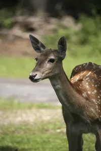 Summer Coat Deer Stampe: In the summer coat