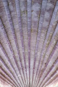 Empty Deserted Beach Scene Stampe: Detail of the surface of a seashell