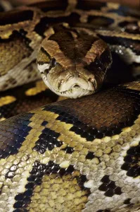 Constrictor Snake Species Stampe: Tiger python (Python molurus)