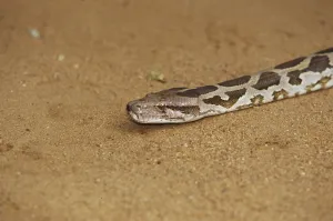 Constrictor Snake Stampe: Tiger python (Python molurus)