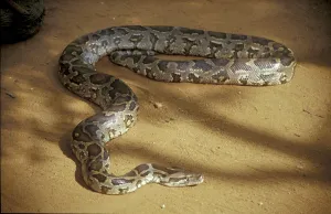 Constrictor Snake Stampe: Tiger python (Python molurus)
