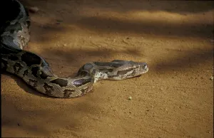 Constrictor Snake Stampe: Tiger python (Python molurus)
