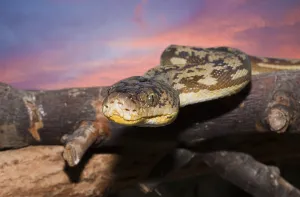 Timor Python, Python timoriensis